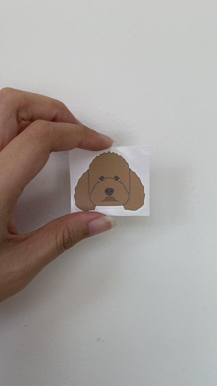 Apricot Poodle Waterproof Sticker