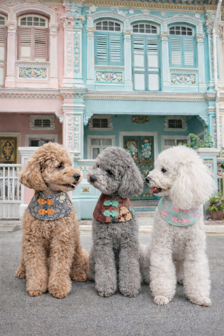 Three poodles wearing batik print bibs standing in front of Peranakan shophouses